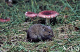 Common Vole (Microtus arvalis)