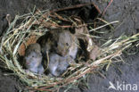 Common Vole (Microtus arvalis)