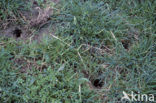 Common Vole (Microtus arvalis)