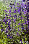 Veldsalie (Salvia pratensis) 