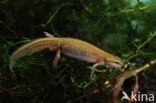 Vinpootsalamander (Lissotriton helveticus) 