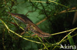 Vinpootsalamander (Lissotriton helveticus) 