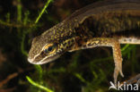 Palmate Newt (Lissotriton helveticus)