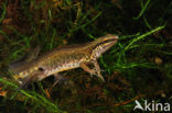 Palmate Newt (Lissotriton helveticus)