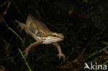 Palmate Newt (Lissotriton helveticus)