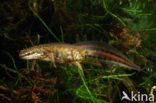 Vinpootsalamander (Lissotriton helveticus) 