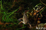 Palmate Newt (Lissotriton helveticus)