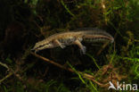 Palmate Newt (Lissotriton helveticus)