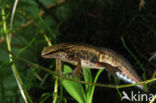 Vinpootsalamander (Lissotriton helveticus) 