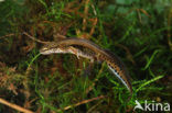 Vinpootsalamander (Lissotriton helveticus) 