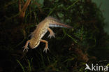 Vinpootsalamander (Lissotriton helveticus) 