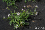 Malcolmia