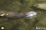 European Otter (Lutra lutra) 