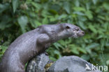 European Otter (Lutra lutra) 