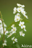 Vogelkers (Prunus virginiana)