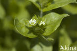 Chickweed (Stellaria media)