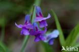 spring pea (Lathyrus vernus)