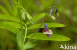 spring pea (Lathyrus vernus)