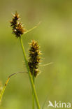 Voszegge (Carex vulpina) 