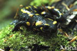 Vuursalamander (Salamandra salamandra) 