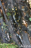 Fire Salamander (Salamandra salamandra)
