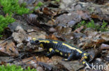 Vuursalamander (Salamandra salamandra) 