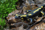 Vuursalamander (Salamandra salamandra) 