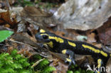 Vuursalamander (Salamandra salamandra) 