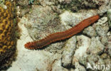 Vuurworm (Hermodice carunculata)
