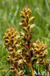 Walstrobremraap (Orobanche caryophyllacea)