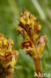 Walstrobremraap (Orobanche caryophyllacea)