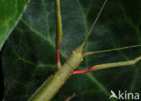 Indian stick insect (Carausius morosus)