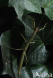 Wandelende tak (Carausius morosus)