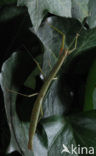 Indian stick insect (Carausius morosus)