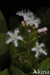 common buckbean (Menyanthes trifoliata)