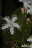 common buckbean (Menyanthes trifoliata)