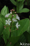 common buckbean (Menyanthes trifoliata)