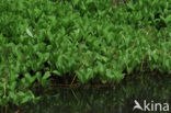 common buckbean (Menyanthes trifoliata)