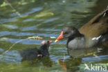 Waterhoen (Gallinula chloropus)