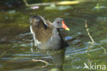 Waterhoen (Gallinula chloropus)