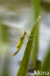 Waterjuffer (Coenagrion sp.)