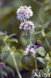 Watermint (Mentha aquatica)