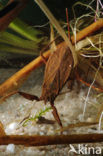 Waterscorpion (Nepa cinerea)