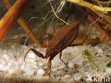 Waterscorpion (Nepa cinerea)