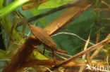 Waterscorpion (Nepa cinerea)