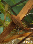 Waterscorpion (Nepa cinerea)