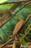 Waterscorpion (Nepa cinerea)