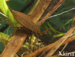 Waterscorpion (Nepa cinerea)