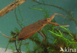 Waterscorpion (Nepa cinerea)