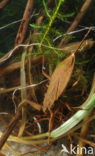 Waterscorpion (Nepa cinerea)
